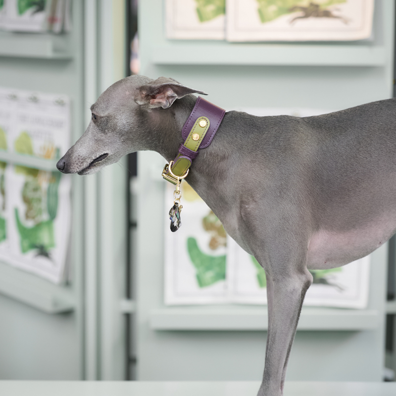 Purrble leather dog collar view