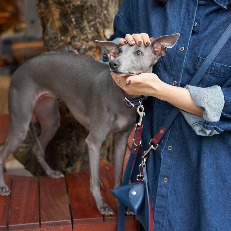 Rosette hands-free leather dog leash view